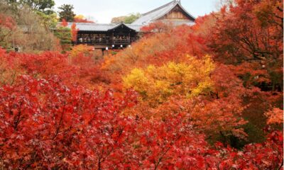 Gli aceri rossi del tempio Tofuku-ji di Kyoto, uno degli scenari più suggestivi del momijigari giapponese.