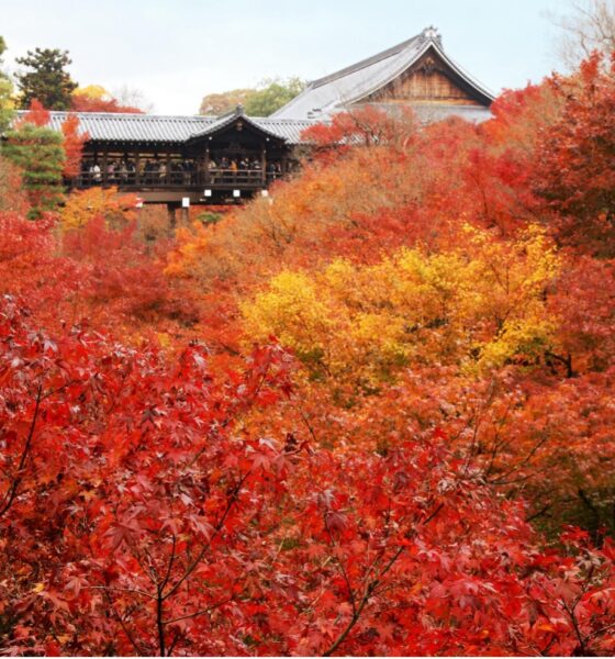 Gli aceri rossi del tempio Tofuku-ji di Kyoto, uno degli scenari più suggestivi del momijigari giapponese.