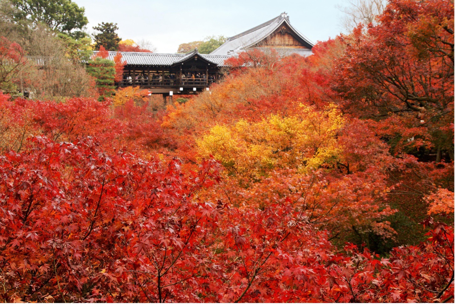 Gli aceri rossi del tempio Tofuku-ji di Kyoto, uno degli scenari più suggestivi del momijigari giapponese.